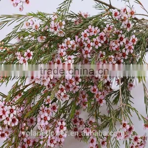 the Most Beautiful Fresh Wintersweet Flower to Export thumbnail-3