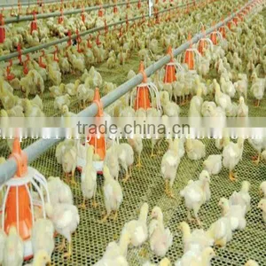Day Old Broiler Chicks Poultry House Equipment thumbnail-1