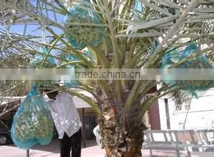 HDPE Date Palm Tree Bag thumbnail-4
