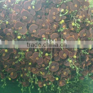 Silk Orchid Flowering thumbnail-1