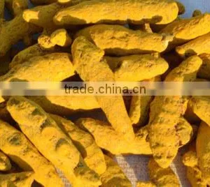 Bulp Turmeric Fingure in Indi thumbnail-4