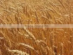 No Additive Russian Wheat Flour thumbnail-3