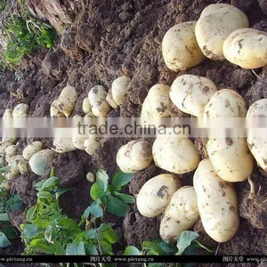 Fresh Holland Potato With High Quality thumbnail-1