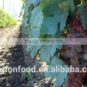 Taste Sweet and Seedless Dried Red Raisin thumbnail-3