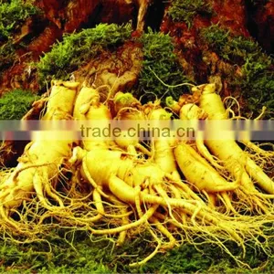 Radix et Rhizoma Ginseng thumbnail-1