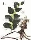 Polygonum Root P.e. thumbnail-1