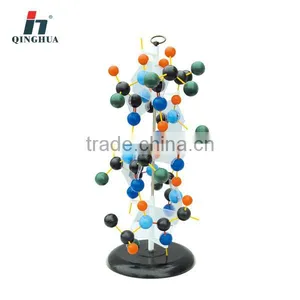DNA Model Protein Structure Model Educational Equipment thumbnail-1