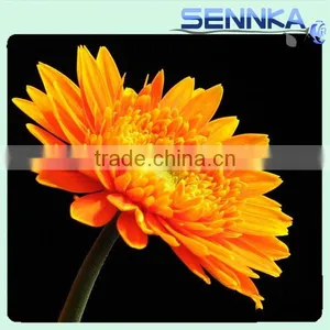 Honey Gerbera Natural Fresh Gerbera Bouquets thumbnail-4