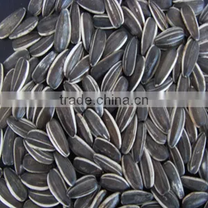 Price of Sunflower Seeds With Bright Black Color thumbnail-3