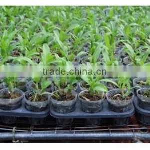 Practical First Choice Seedling Planting Rice Seedling Tray thumbnail-4