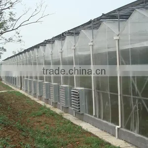 Economical Large Multi- Span Greenhouse for Tomatos thumbnail-1