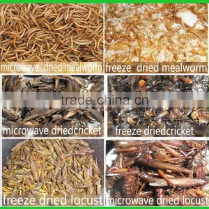 Mealworm Manufacturer High Protein Dried Mealworm thumbnail-4