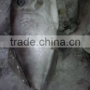 Frozen Leather Jacket Fish Whole thumbnail-1