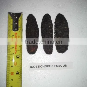 Isostichopus Fuscus thumbnail-4