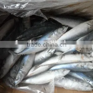 Frozen Pacific Saury in Fish thumbnail-1
