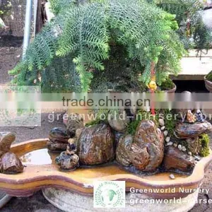 Araucaria Heterophylla Potted Bonsai Trees thumbnail-1