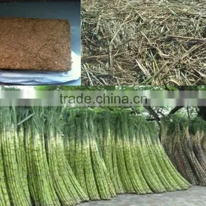 VIET NAM UNFERMENTED BAGASSE FOR ANIMAL FEED thumbnail-1
