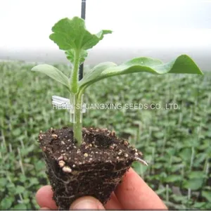 High Quality Hybrid Rootstock Seeds for Watermelon/melon Planting thumbnail-3