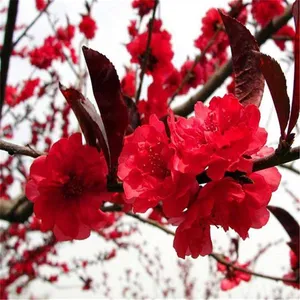 Price List of Small Prunus Persica Var. Duplex Seedlings, Quotation of Prunus Persica Var. Duplex, One Prunus Persica Var. Duplex Tree thumbnail-2