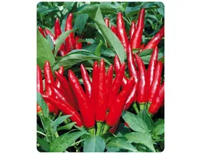 Hot Pepper Seed Hybrid F1 Sky Star Seed for Sowing Upward Cluster Fruit thumbnail-1