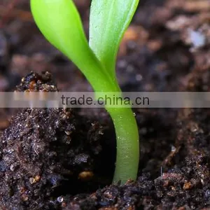 Sodium Humate Granule thumbnail-2
