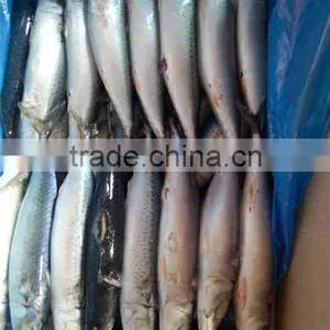 Frozen Pacifc Mackerel 300g up Whole Round thumbnail-1