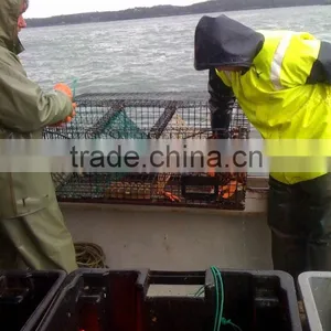 Live Candian Lobster thumbnail-4