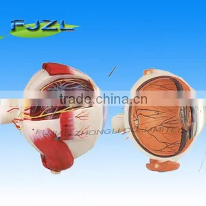 Human Eyeball Model for Teaching thumbnail-1