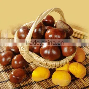 2016 Chinese Organic Fresh Raw Sweet Chestnuts for Sale thumbnail-1