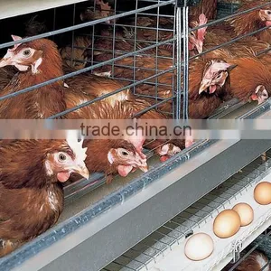 Chicken Farming Equipment thumbnail-1