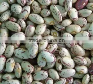 Chinese Big Size Light Speckled Kidney Beans American Round thumbnail-1