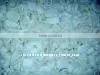 Frozen Squid Tentacles thumbnail-1