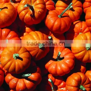 Pumpkin Seed Oil Extraction thumbnail-2
