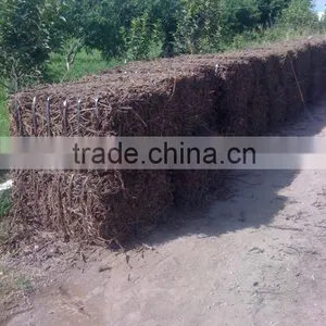 Liqorice Roots thumbnail-2