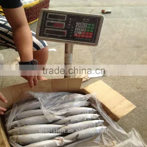 New Season Mackerel Exporter From China thumbnail-1