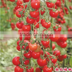 Hybrid Cherry Tomato Seeds for Growing-Super Banto thumbnail-1