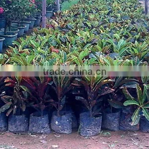 Multi Color Leaves Foliage Codiaeum Variegatum of Outdoor Landscaping Decorative Ornamental Plants thumbnail-3
