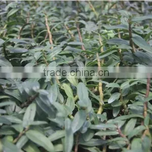 Dendrobium Seedling Nursery thumbnail-1