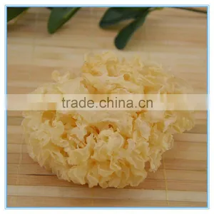 Chinese White Tree Jellyfish Fungus thumbnail-4