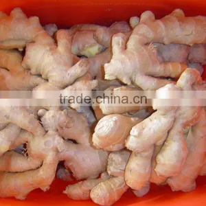 Good Quality Chinese Fresh Ginger thumbnail-2