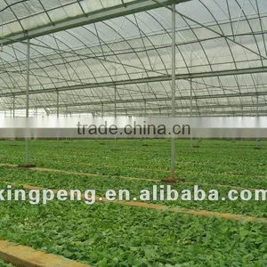 Flower Cultivation Greenhouse thumbnail-1