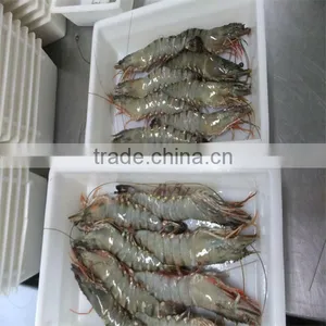 Frozen Shrimp and Wholesale Seafood Online thumbnail-1