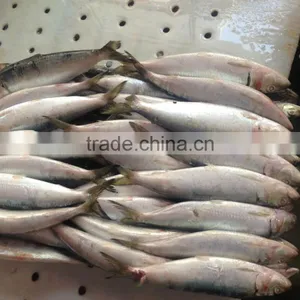 Sardine Sagax thumbnail-2