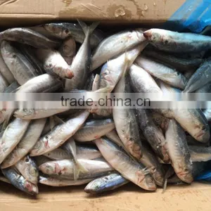 Wholesale Land Frozen Big Eye Scad for Canning thumbnail-2