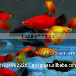 Platy Fish Farm For Sale / Ornamental Fish Exporter thumbnail-4