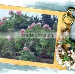 Tree Peony Plant Root thumbnail-1