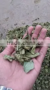 Gymnema Leaf Mixed thumbnail-1