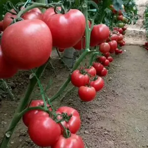 Big Pink Seeds Hot Tomato Greenhouse Plant Tomato Seeds No.62 thumbnail-4