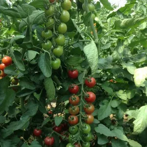 Cherry Tomato Seeds Hot Tomato Greenhouse Plant Tomato Seeds No.69 thumbnail-2