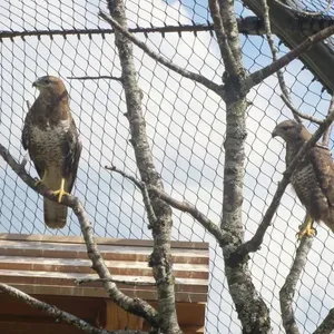 Flexible Stainless Steel Cable Net, Transparent Wire Rope Mesh for Zoo Exhibit & Wildlife Safety Enclosure thumbnail-5
